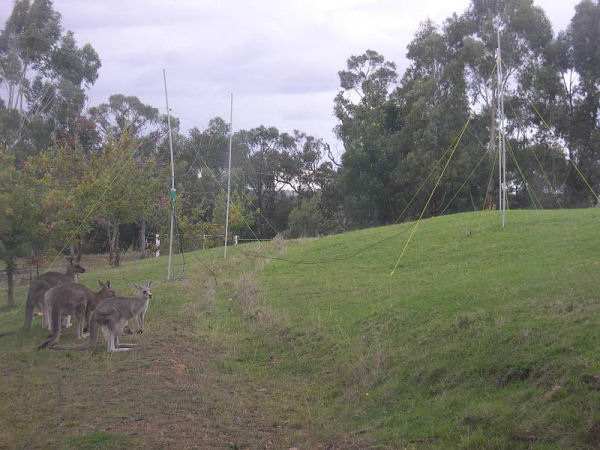 Kangaroos by Radio Jove dual-dipole array in Melbourne, Australia