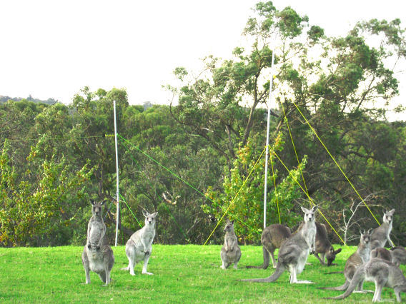 Kangaroos by Radio Jove dual-dipole array in Melbourne, Australia